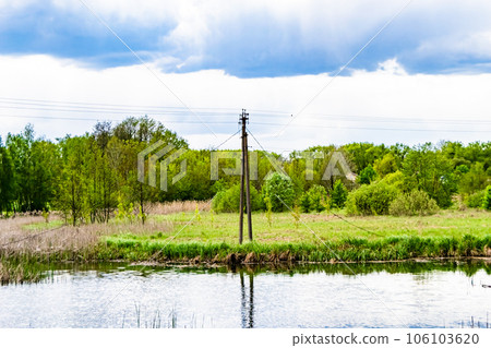 Beautiful grass swamp reed growing on shore reservoir in countryside Beautiful grass swamp reed growing on shore reservoir in countryside 106103620