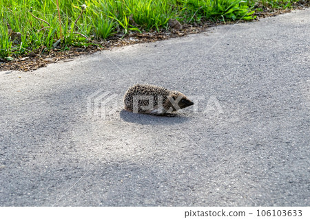 Photography on theme beautiful prickly little hedgehog goes into dense wild forest 106103633