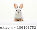 Cute white rabbit on white background, looking at camera. 106103752