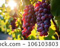 Vineyard with ripe grapes in countryside at sunset. Autumn harvest. 106103803