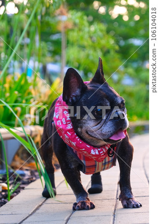French bulldog and summer morning walk French bulldog and summer morning walk 106104018