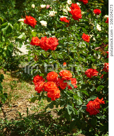 Rosa floribunda Bonica Rosa floribunda Bonica 106104273