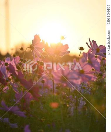 Cosmos stained in the sunset 106104495