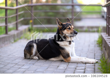 A large dog guards the yard of the house. Guard dog 106104528