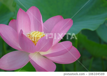 [Video included] Lotus flower, Oga lotus 106104589