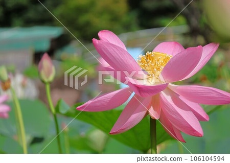 [包含視頻]蓮花、男鹿蓮花 106104594