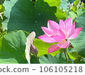 Lotus flower  106105218