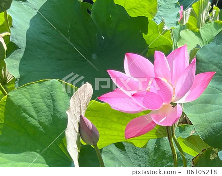 蓮花 蓮花 106105218