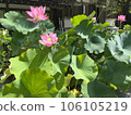 Lotus flower  106105219
