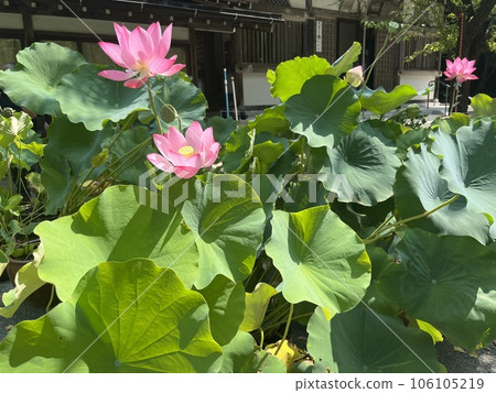 蓮花 蓮花 106105219