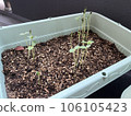 I planted a watermelon seed and it sprouted 106105423