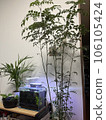 houseplants at home 106105424