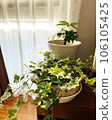 houseplants at home 106105425