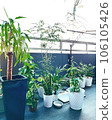 houseplants at home 106105426