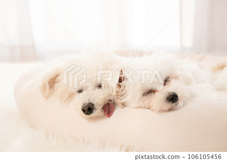 玩具貴賓犬和 Maltipoo 小狗睡在床上 106105456