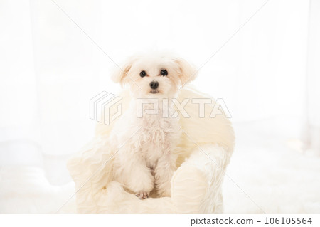 窗邊白色沙發上的 Maltipoo 小狗 106105564