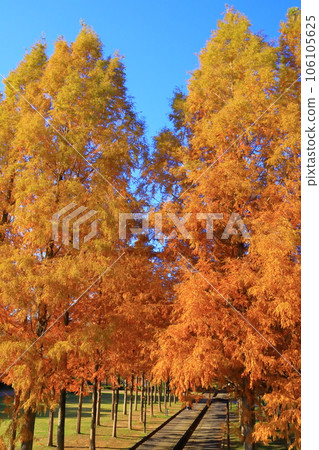 日本 Heso 公園的秋葉 106105625