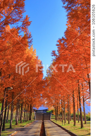 日本 Heso 公園的秋葉 106105626