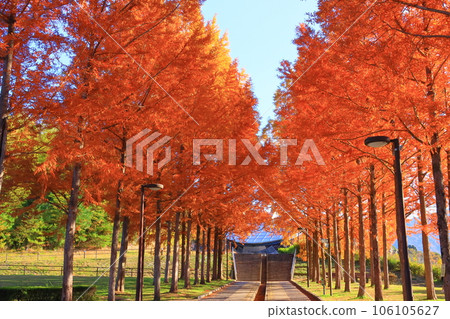 日本 Heso 公園的秋葉 106105627
