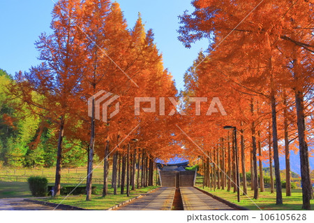 Autumn leaves of Japan Heso Park Autumn leaves of Japan Heso Park 106105628