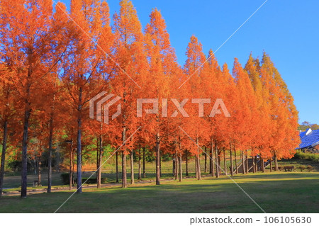 Autumn leaves of Japan Heso Park 106105630