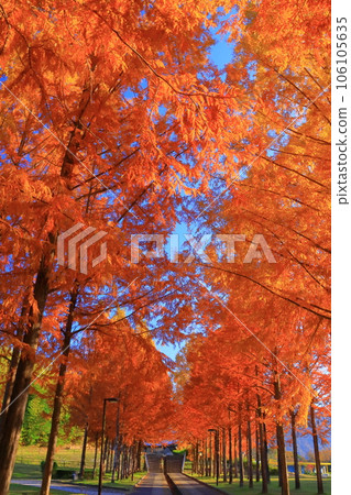 Autumn leaves of Japan Heso Park Autumn leaves of Japan Heso Park 106105635