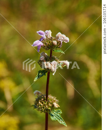 Ballota nigra Ballota nigra 106105714