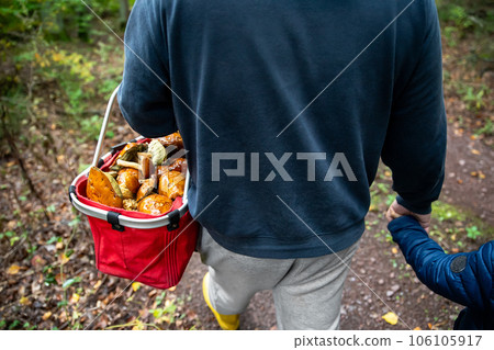 Back close-up view of father and son enjoy walking together in autumn forest with full basket mushroom. Dad holding kid hand hiking at fall nature woods countryside trip. Healthy family weekend hobby Back close-up view of father and son enjoy walking together in autumn forest with full basket mushroom. Dad holding kid hand hiking at fall nature woods countryside trip. Healthy family weekend hobby 106105917