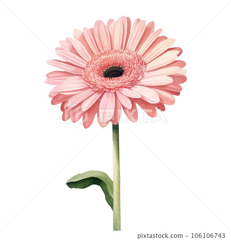 gerbera flower isolated on white background 106106743
