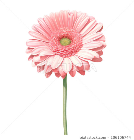 gerbera flower isolated on white background gerbera flower isolated on white background 106106744