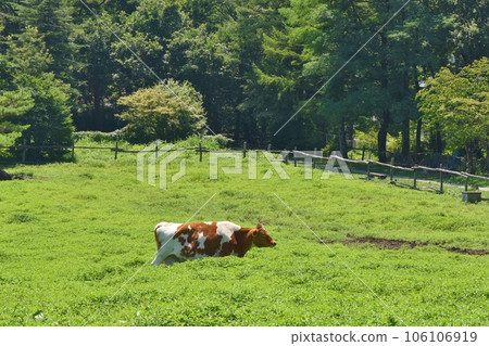 Gandhi cow grazing Gandhi cow grazing 106106919