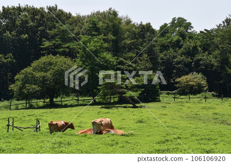 Gandhi cow grazing Gandhi cow grazing 106106920