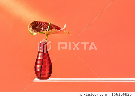 Red Anthurium flower in ribbed glass vase on coral background. Glass shelf. Interior decor monochrome. Holiday copy space Red Anthurium flower in ribbed glass vase on coral background. Glass shelf. Interior decor monochrome. Holiday copy space 106106926