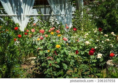 Rosa floribunda Bonica Rosa floribunda Bonica 106107058