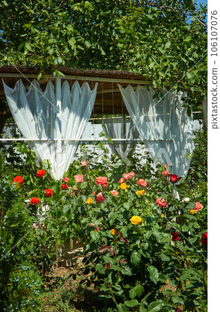 Rosa floribunda Bonica Rosa floribunda Bonica 106107076