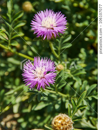 Centaurea jacea Centaurea jacea 106107077