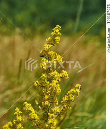 Galium verum Galium verum 106107078
