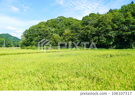 Paddy fields in the outback of Tsukigata Town, Hokkaido Paddy fields in the outback of Tsukigata Town, Hokkaido 106107317