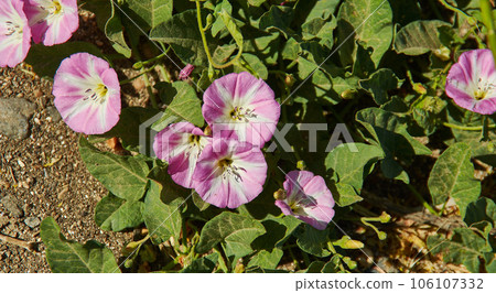 Convolvulus arvensis Convolvulus arvensis 106107332