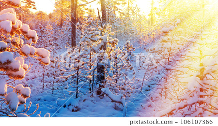 Winter snowy forest at sunset. 106107366