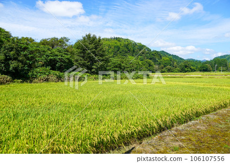 Paddy fields in the outback of Tsukigata Town, Hokkaido Paddy fields in the outback of Tsukigata Town, Hokkaido 106107556