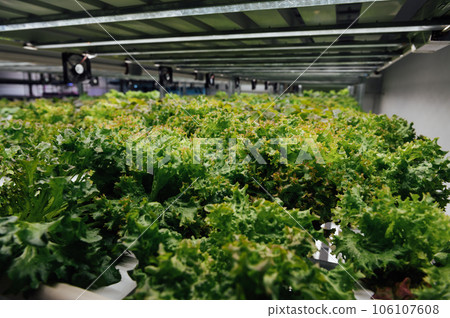Environmentally friendly salad cultivation. Hydroponics in the room. Salads are grown in PVC pipes with useful minerals 106107608