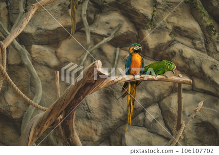 Green and blue-orange macaw parrots sit on branches in the zoo. Exotic birds in captivity 106107702