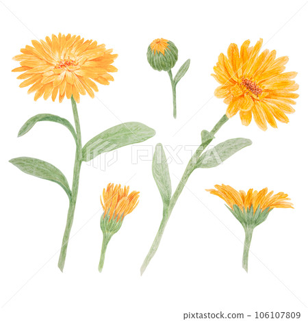 Set of orange calendula officinalis watercolor hand drawn illustrations. Botanical elements for labels, eco goods, textiles, natural herbal medicine, healthy tea, cosmetics and homeopatic remedies. Set of orange calendula officinalis watercolor hand drawn illustrations. Botanical elements for labels, eco goods, textiles, natural herbal medicine, healthy tea, cosmetics and homeopatic remedies. 106107809