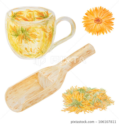 Orange calendula officinalis in wooden scoop for bulk products and cup of tea. Watercolor hand drawn illustration. Botanical element for labels, eco goods, textiles, natural herbal medcine, cosmetics Orange calendula officinalis in wooden scoop for bulk products and cup of tea. Watercolor hand drawn illustration. Botanical element for labels, eco goods, textiles, natural herbal medcine, cosmetics 106107811