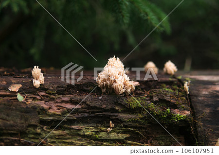 ramaria mushroom on a rotten log in the dusk of the undergrowth ramaria mushroom on a rotten log in the dusk of the undergrowth 106107951
