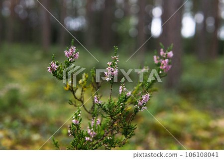 flowering twig of heather on a natural blurred background flowering twig of heather on a natural blurred background 106108041