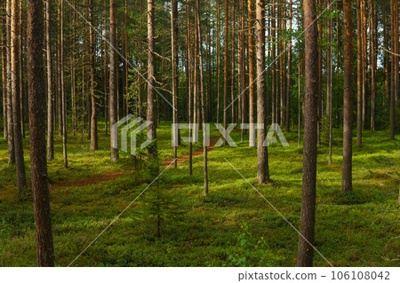 forest landscape, view of a boreal pine forest with a path among the moss forest landscape, view of a boreal pine forest with a path among the moss 106108042
