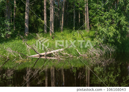 natural landscape, grassy wooded shore of the forest lake, view from the water on a sunny day 106108043