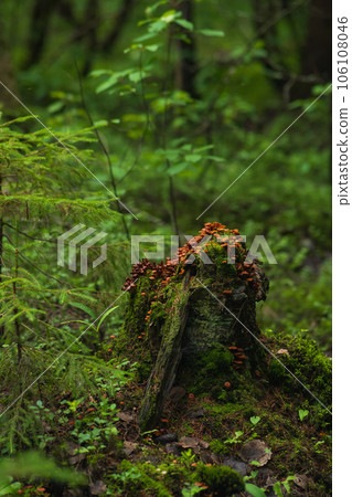 old mossy stump covered with mushrooms in the mysterious twilight of the forest old mossy stump covered with mushrooms in the mysterious twilight of the forest 106108046